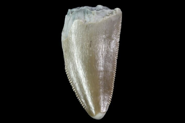 Serrated, Fossil Phytosaur Tooth - Arizona #88610